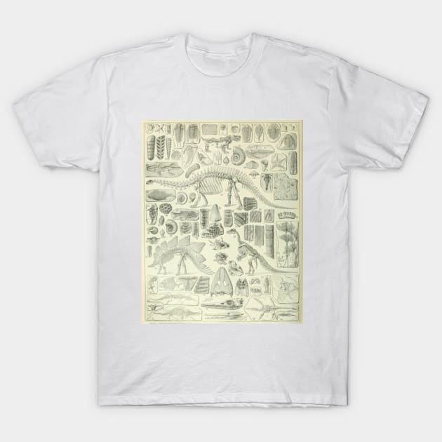 Fossil Chart T-Shirt by bluespecsstudio